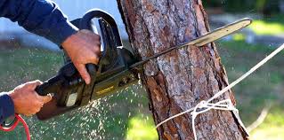 Trusted Ashland, NJ  Tree Services Experts