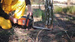 Tree and Shrub Care in Ashland, NJ