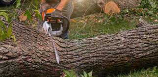 How Our Tree Care Process Works  in  Ashland, NJ